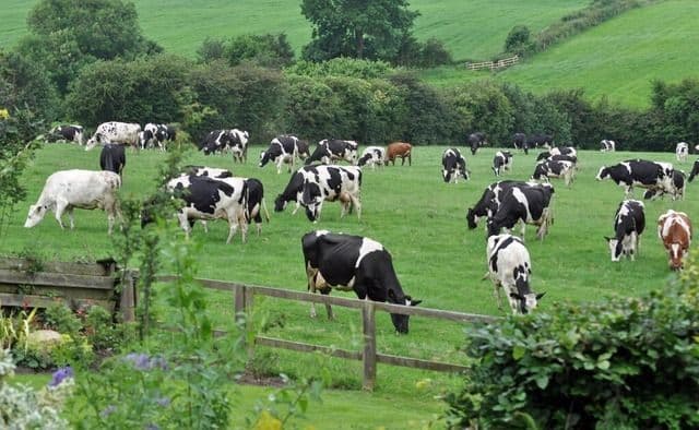 Ketika Ternak Bicara: Menyusun Piring Pangan Indonesia dari Kandang ke Meja Makan