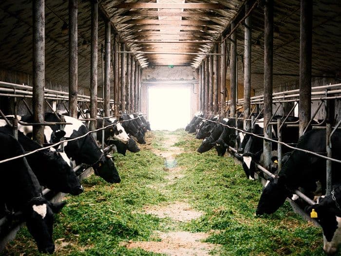 Menggali Potensi Ekonomi dari Ladang dan Kandang: Transformasi Peternakan di Abad 21